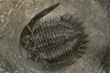 Mrakibina Trilobite With Austerops & Morocops - Mrakib, Morocco #311511-2